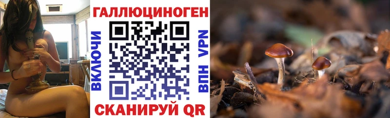 Галлюциногенные грибы Psilocybe  Райчихинск 